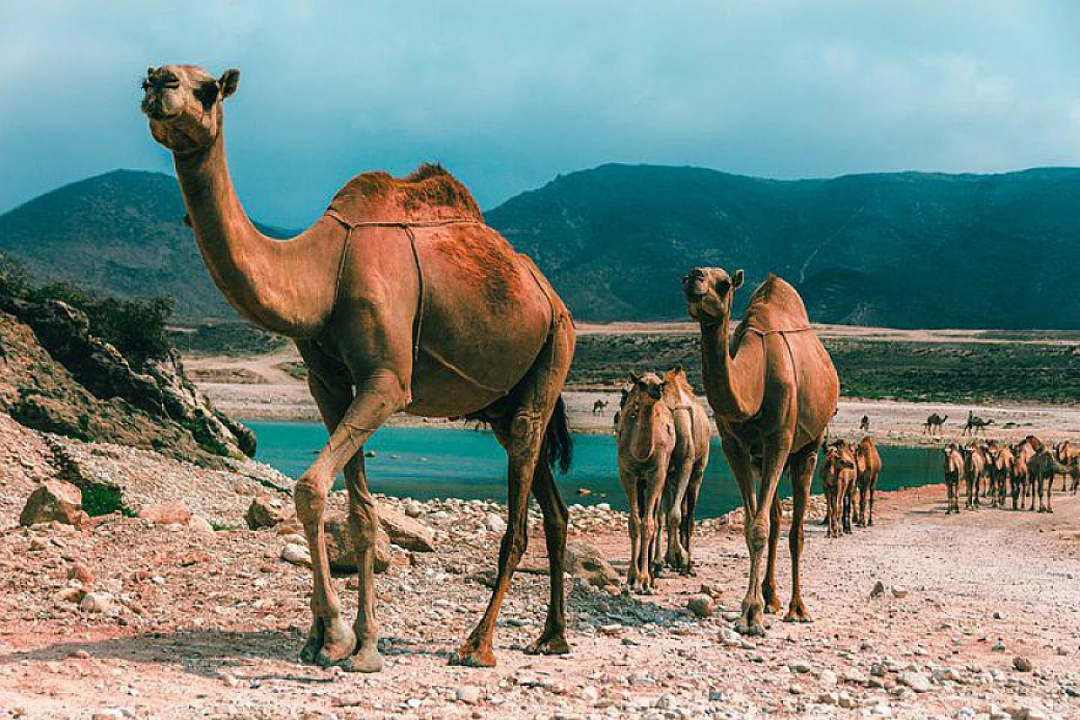 OMAN: TOUR NATALE O CAPODANNO NEL DESERTO DELL'OMAN