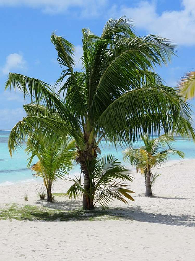 MALDIVE: HOTEL DHIGUFARU ISLAND RESORT - PENSIONE COMPLETA