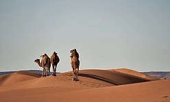 MAROCCO: TOUR LE CITTÀ IMPERIALI E LA PERLA BLU (DA CASABLANCA)