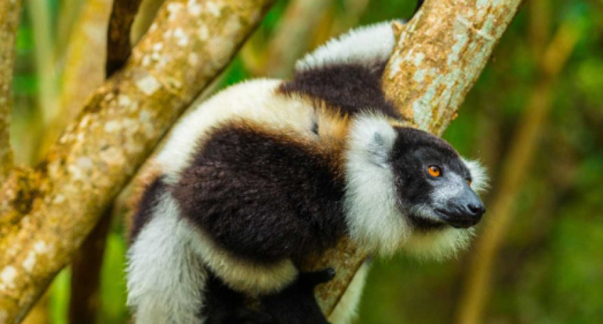 Madagascar Classico, 13 gg da €2500 voli inclusi (escluso lug e ago)