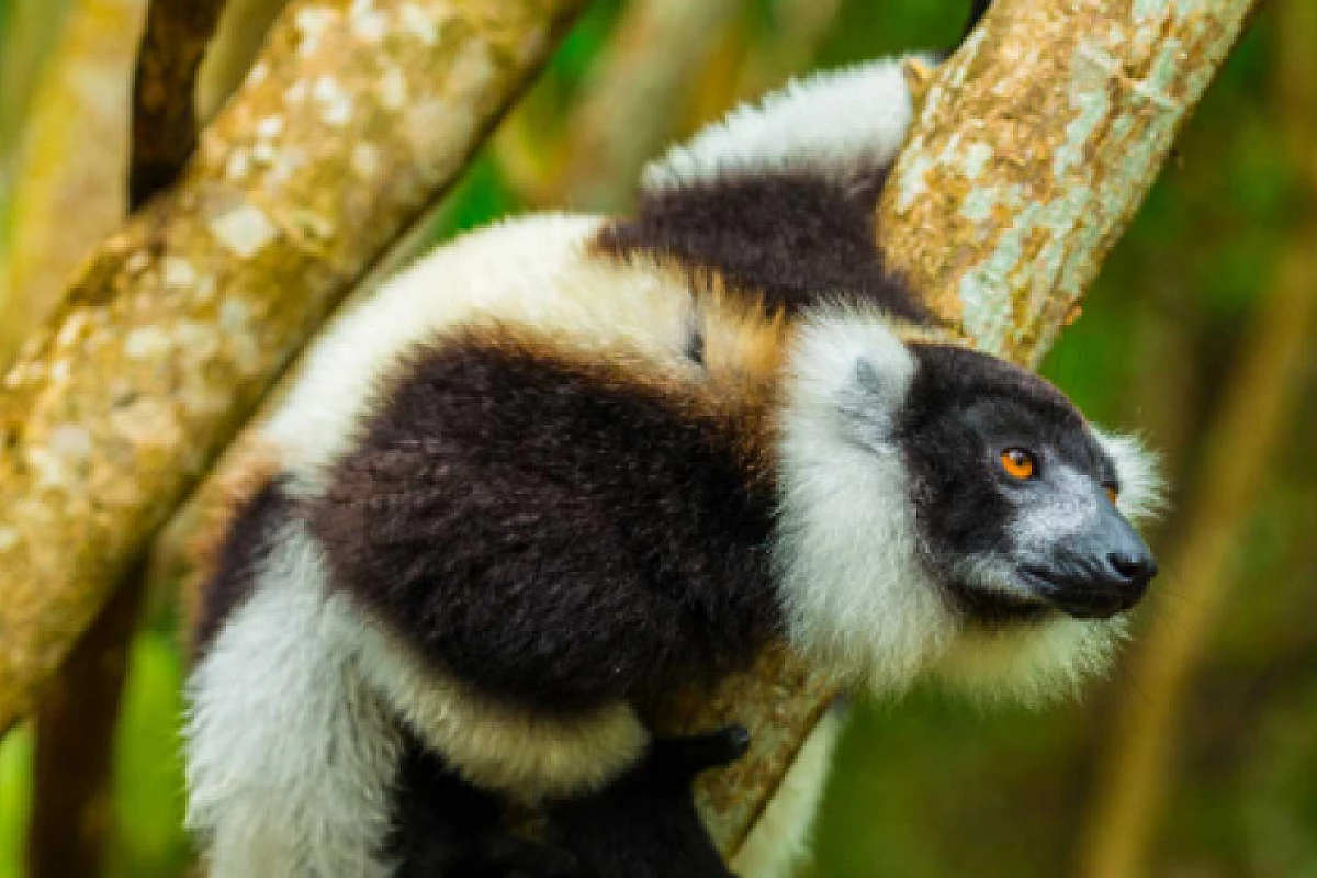 Madagascar Classico, 13 gg da €2500 voli inclusi (escluso lug e ago)