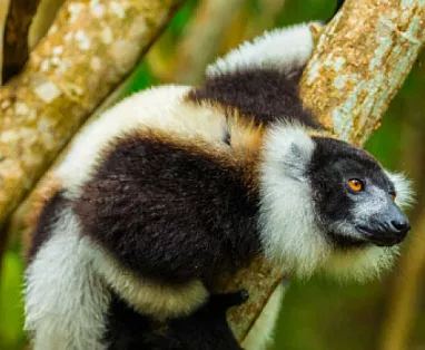Madagascar Classico, 13 gg da €2500 voli inclusi (escluso lug e ago)