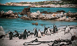 Sud Africa a soli 1890€! tour self drive tra vini, balene e pinguini!