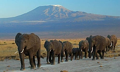 KENYA MAGICO 2025: AMBOSELI-LAKE NAKURU-LAGO NAIVASHA-MASAI MARA