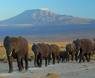 KENYA MAGICO 2025: AMBOSELI-LAKE NAKURU-LAGO NAIVASHA-MASAI MARA