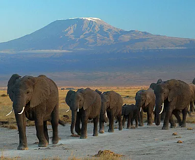 KENYA MAGICO 2025: AMBOSELI-LAKE NAKURU-LAGO NAIVASHA-MASAI MARA