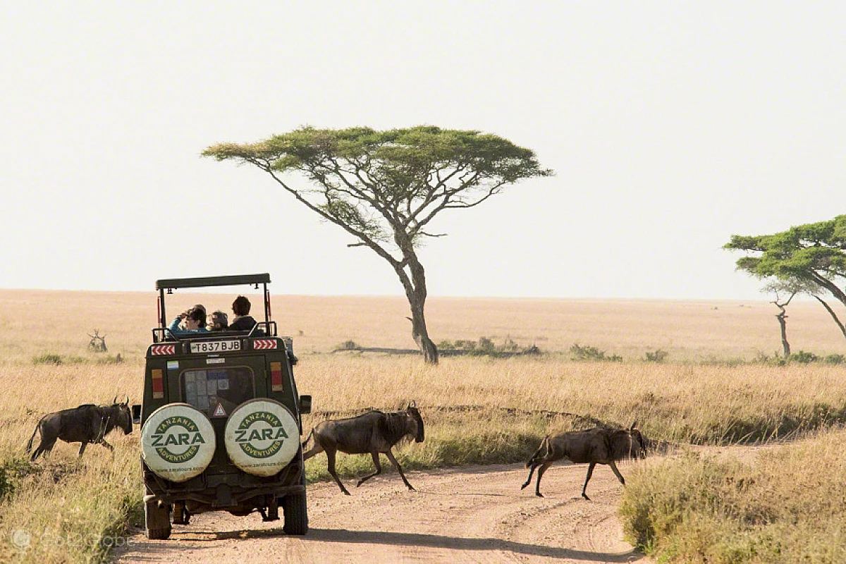 TANZANIA CLASSICA 2025: SERENGETI - NGORONGORO - TARANGIRE