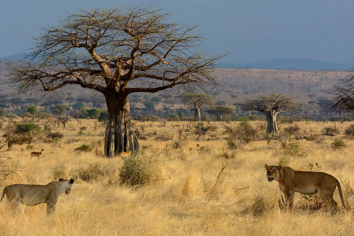 SUD TANZANIA 2025: NYERERE NATIONAL PARK - RUAHA NATIONAL PARK