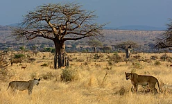 SUD TANZANIA 2025: NYERERE NATIONAL PARK - RUAHA NATIONAL PARK