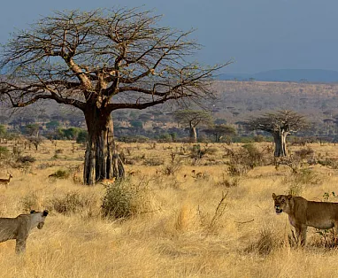 SUD TANZANIA 2025: NYERERE NATIONAL PARK - RUAHA NATIONAL PARK
