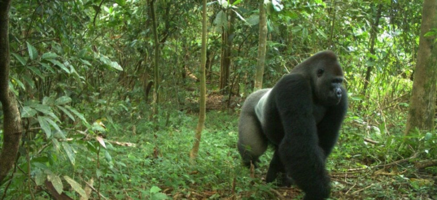 PANORAMA UGANDA 2025:  BUGOMA FOREST - QUEEN ELIZABETH NP - BWINDI