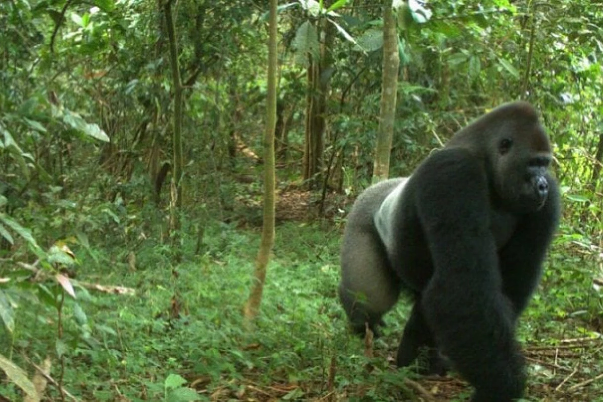 PANORAMA UGANDA 2025:  BUGOMA FOREST - QUEEN ELIZABETH NP - BWINDI