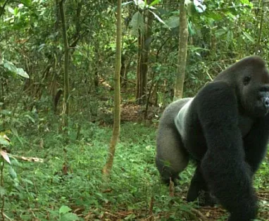 PANORAMA UGANDA 2025: BUGOMA FOREST - QUEEN ELIZABETH NP - BWINDI