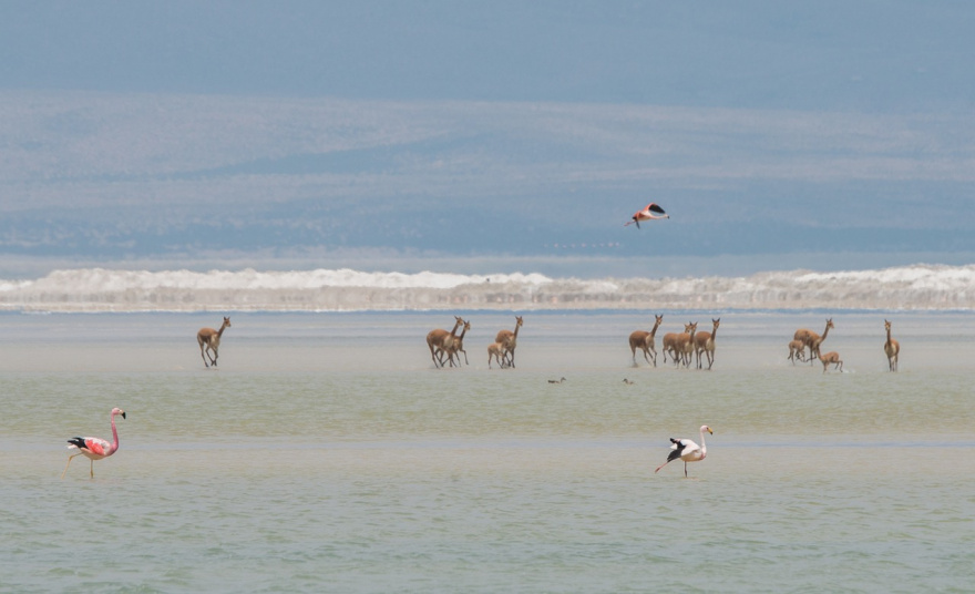 CILE FACILE 2025: SANTIAGO - ATACAMA - PUERTO NATALES / CAT STANDARD