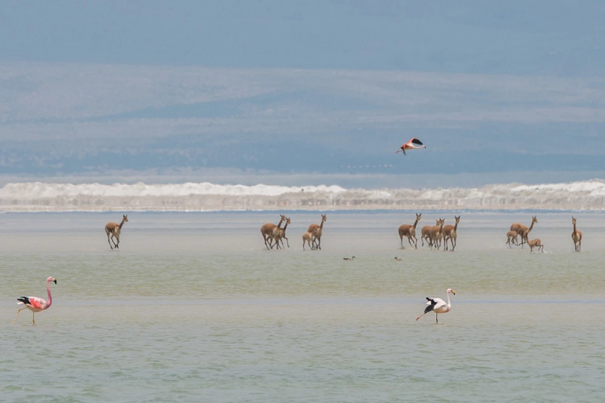 CILE FACILE 2025: SANTIAGO - ATACAMA - PUERTO NATALES / CAT STANDARD