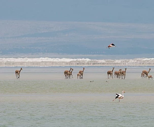 CILE FACILE 2025: SANTIAGO - ATACAMA - PUERTO NATALES / CAT STANDARD