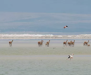 CILE FACILE 2025: SANTIAGO - ATACAMA - PUERTO NATALES / CAT STANDARD