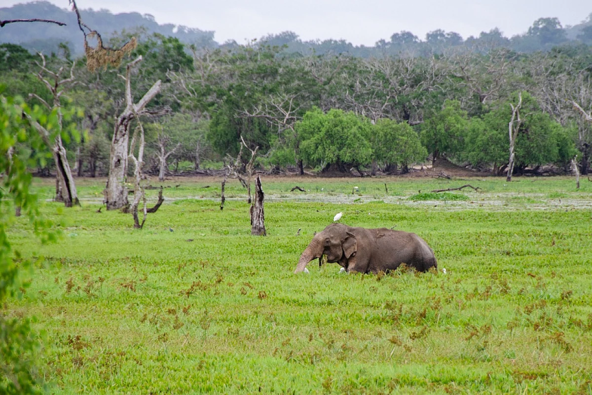 SRI LANKA CLASSICO  2025:  HABARANA-KANDY-NUWARA ELIYA-YALA PARK