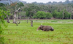 SRI LANKA CLASSICO  2025:  HABARANA-KANDY-NUWARA ELIYA-YALA PARK