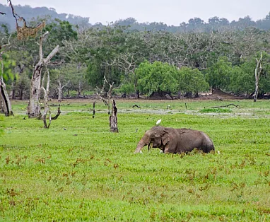 SRI LANKA CLASSICO 2025: HABARANA-KANDY-NUWARA ELIYA-YALA PARK