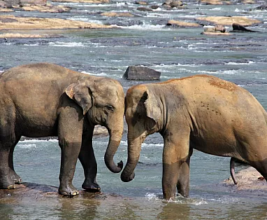 SRI LANKA: TOUR INDIVIDUALI SRI LANKA CULTURALE