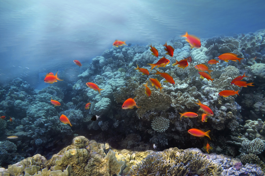 CROCIERA - CAIRO - SHARM EL SHEIKH  12 Notti/13 Giorn -  Standard