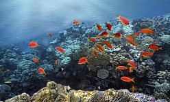 CROCIERA - CAIRO - SHARM EL SHEIKH  12 Notti/13 Giorn -  Standard