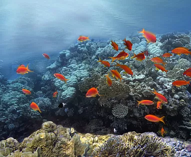 CROCIERA - CAIRO - SHARM EL SHEIKH  12 Notti/13 Giorn -  Standard