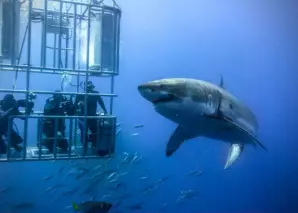 Esplora le acque Sudafricane: un'immersiva avventura con gli squali