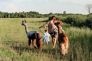 Scopri le Langhe: fai una passeggiata con gli alpaca e un picnic tradizionale sulle colline